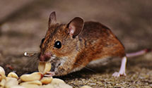 24 Hour & Emergency Exterminators in Southampton, NY
